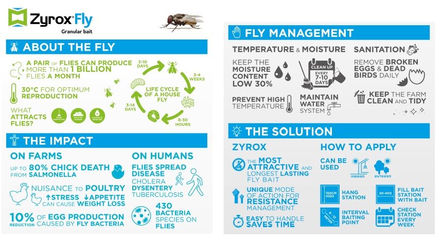 Zyrox Flies Problem Solution Infographic