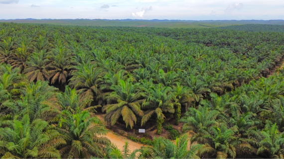 pestisida untuk perkebunan