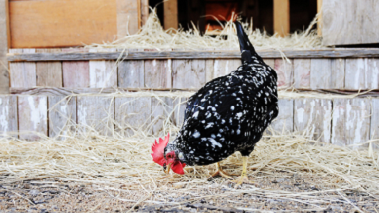 Chicken in rural setting