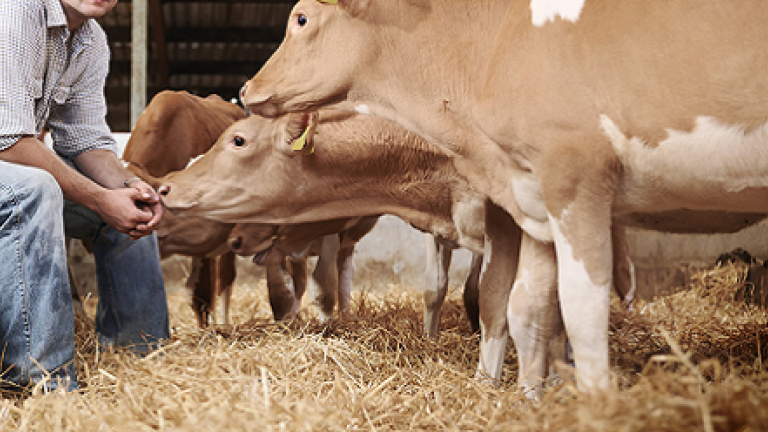 cows and farmer in shed