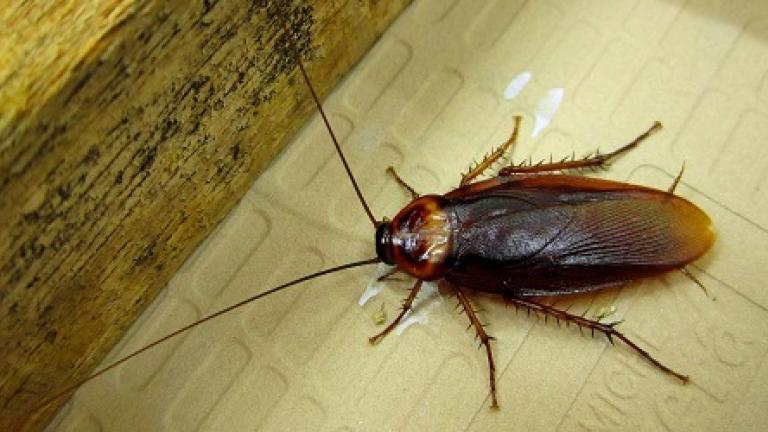 American Cockroach