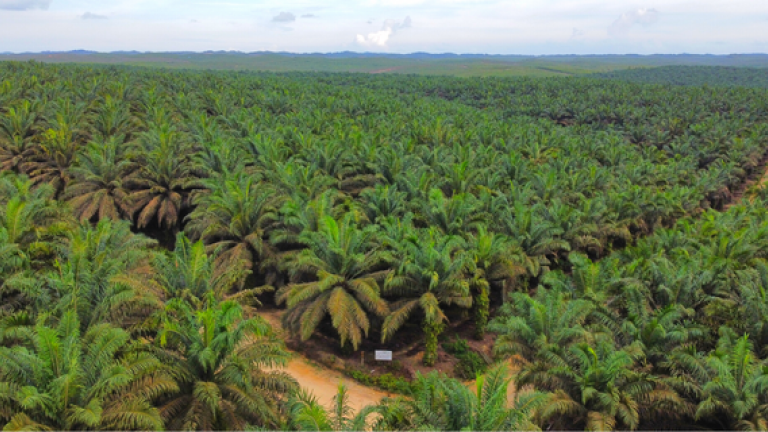 pestisida untuk perkebunan