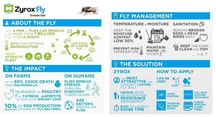 Zyrox Flies Problem Solution Infographic